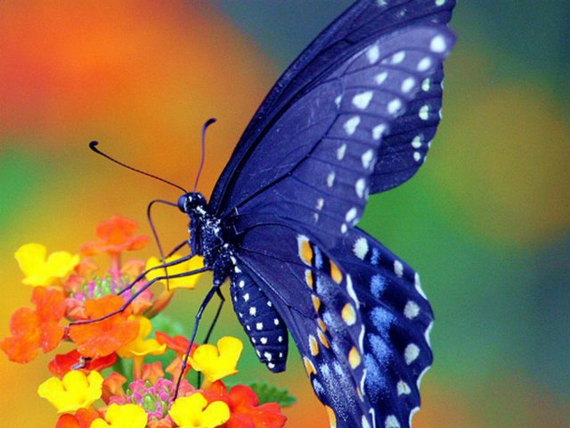 Все о бабочках в Сыктывкаре | ЗооТом портал о животных