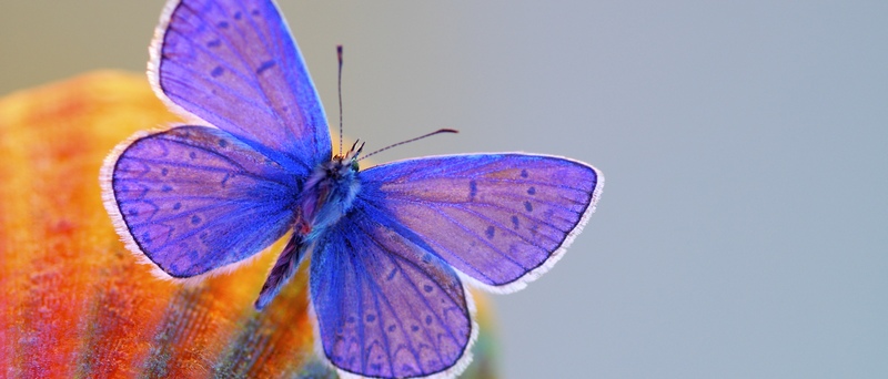 Все о бабочках в Сыктывкаре | ЗооТом портал о животных