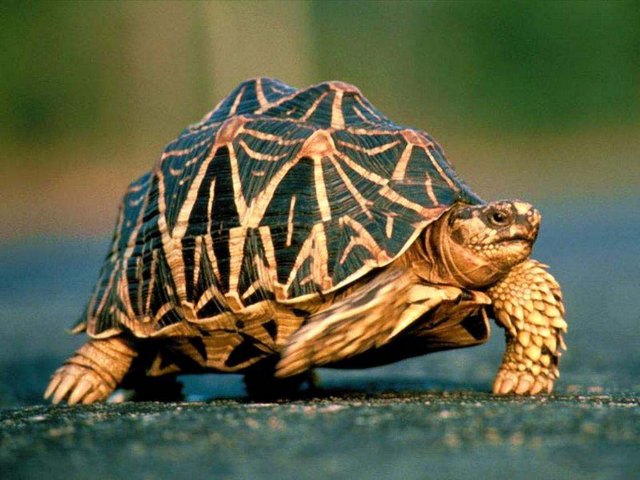 Все о черепахах в Сыктывкаре | ЗооТом портал о животных