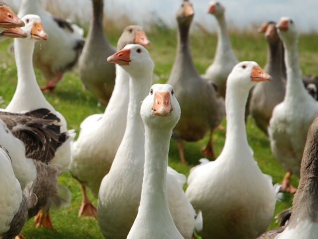 Все о гусях в Сыктывкаре | ЗооТом портал о животных