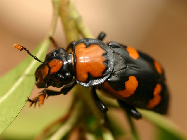 Все о жуках в Сыктывкаре | ЗооТом портал о животных
