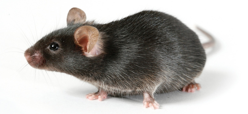 Все о крысах в Сыктывкаре | ЗооТом портал о животных