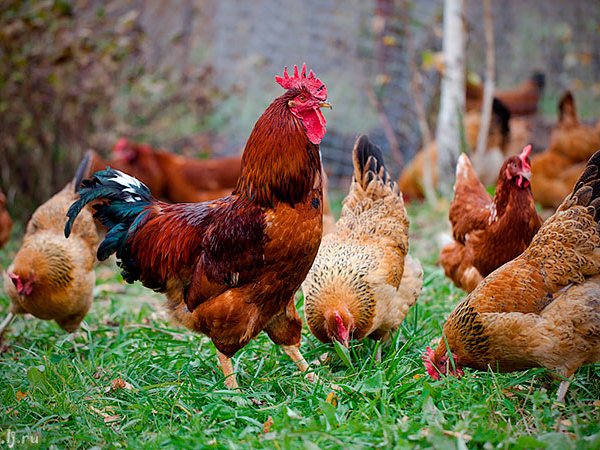 Породы куриц | ЗооТом - продажа, вязка и услуги для животных в Сыктывкаре