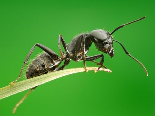 Все о муравьях в Сыктывкаре | ЗооТом портал о животных
