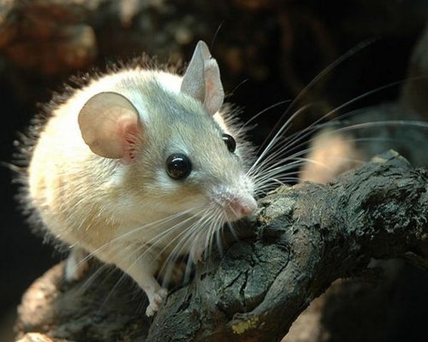 Все о мышах в Сыктывкаре | ЗооТом - продажа, вязка и услуги для животных в Сыктывкаре