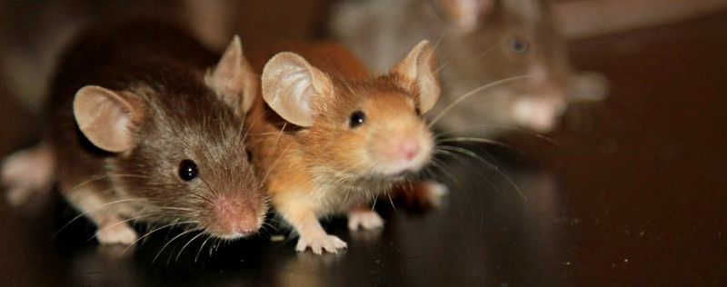 Все о мышах в Сыктывкаре | ЗооТом - продажа, вязка и услуги для животных в Сыктывкаре