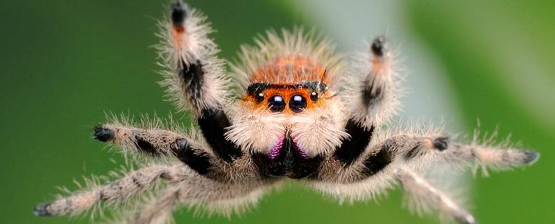 Все о пауках в Сыктывкаре | ЗооТом портал о животных