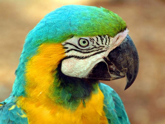 Все о попугаях в Сыктывкаре | ЗооТом портал о животных
