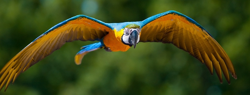 Все о попугаях в Сыктывкаре | ЗооТом портал о животных