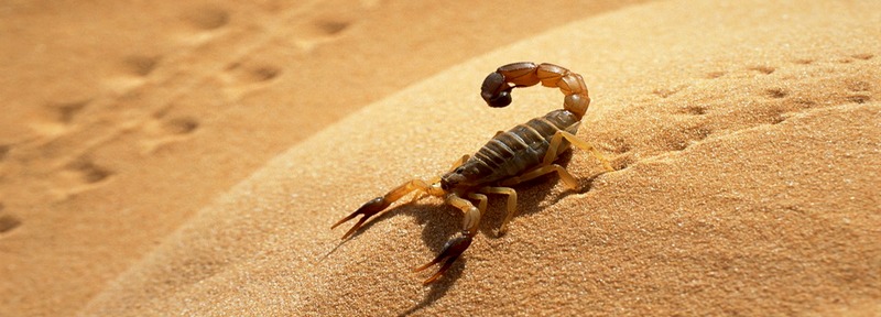 Все о скорпионах в Сыктывкаре | ЗооТом портал о животных