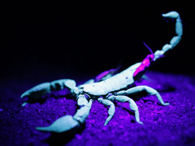 Все о скорпионах в Сыктывкаре | ЗооТом портал о животных