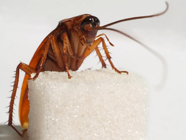 Все о тараканах в Сыктывкаре | ЗооТом портал о животных