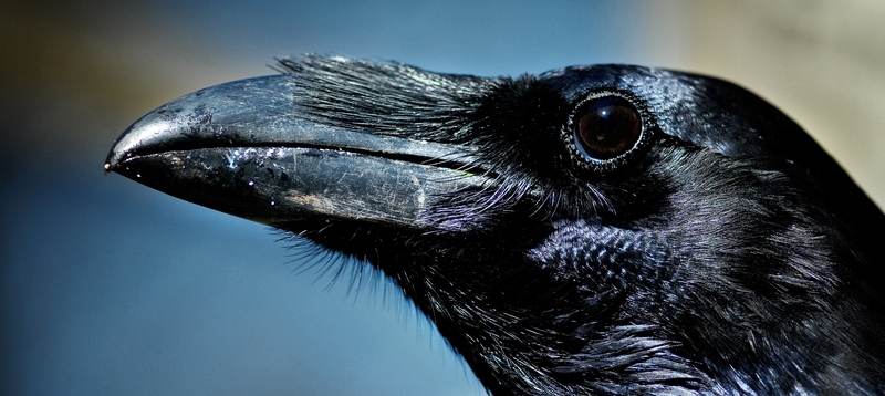 Все о воронах в Сыктывкаре | ЗооТом портал о животных