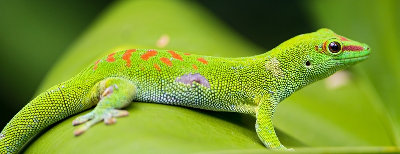 Все о гекконах в Сыктывкаре | ЗооТом портал о животных