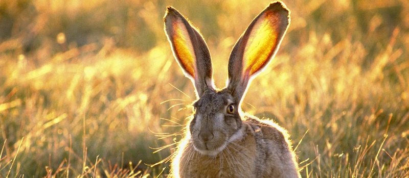 Все о зайцах | ЗооТом - продажа, вязка и услуги для животных в Сыктывкаре
