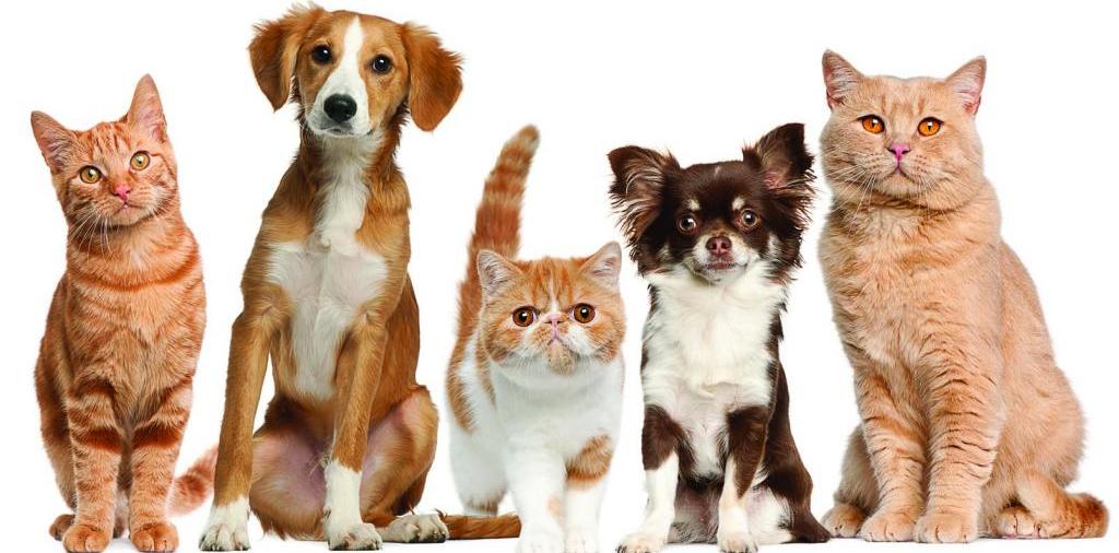 Доска объявлений о животных | ЗооТом - продажа, вязка и услуги для животных в Сыктывкаре