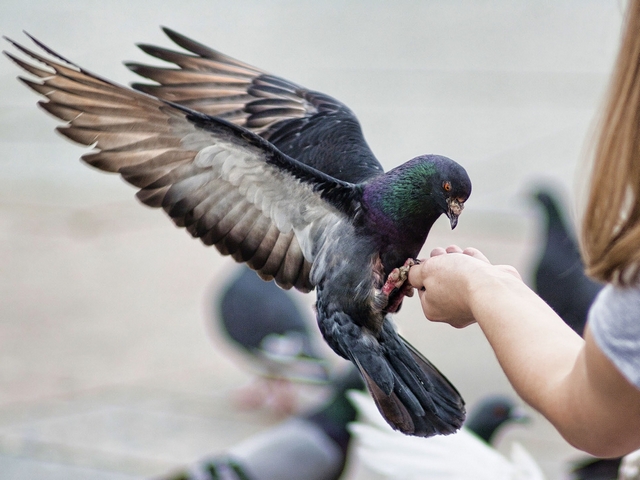 Все о голубях | ЗооТом - продажа, вязка и услуги для животных в Сыктывкаре