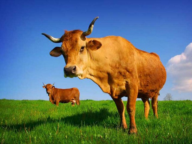 Все о коровах в Сыктывкаре | ЗооТом портал о животных