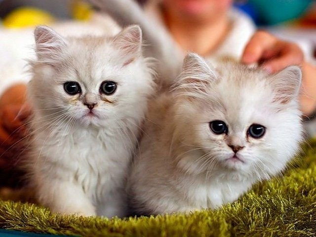Породы кошек в Сыктывкаре | ЗооТом портал о животных