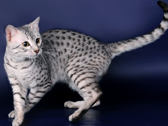 Породы кошек в Сыктывкаре | ЗооТом портал о животных