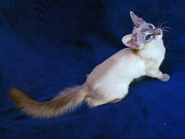 Выведенные породы кошек в Сыктывкаре | ЗооТом портал о животных