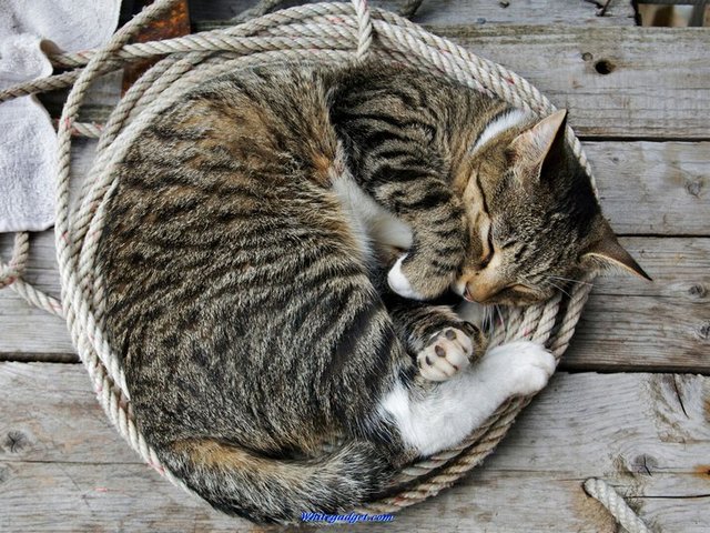 Все о кошках в Сыктывкаре | ЗооТом портал о животных