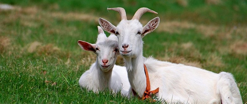 Все о козах в Сыктывкаре | ЗооТом портал о животных