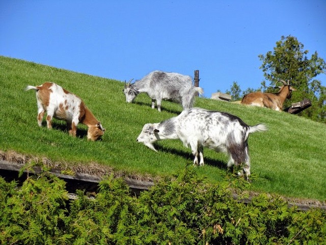 Все о козах в Сыктывкаре | ЗооТом портал о животных
