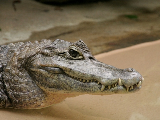 Все о крокодилах в Сыктывкаре | ЗооТом портал о животных