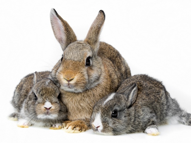 Все о кроликах в Сыктывкаре | ЗооТом портал о животных