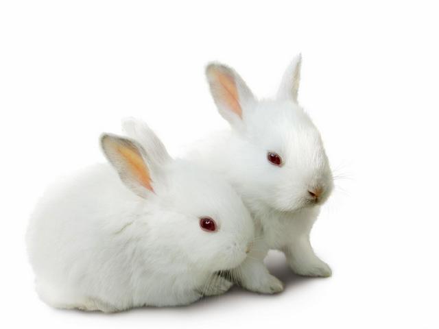 Все о кроликах в Сыктывкаре | ЗооТом портал о животных