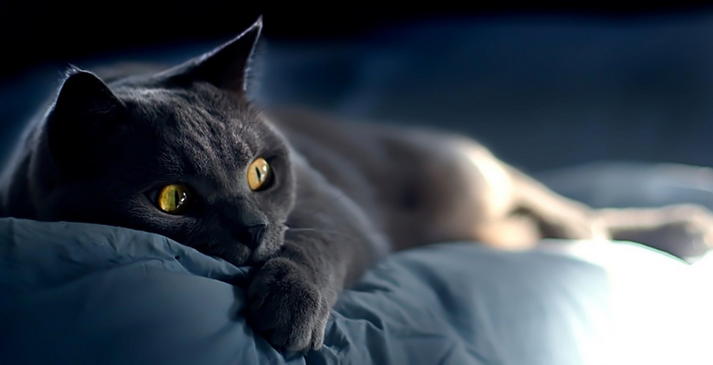 Объявления о кошках | ЗооТом - продажа, вязка и услуги для животных в Сыктывкаре