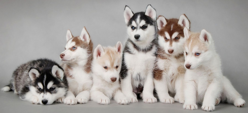 Объявления о собаках | ЗооТом - продажа, вязка и услуги для животных в Сыктывкаре