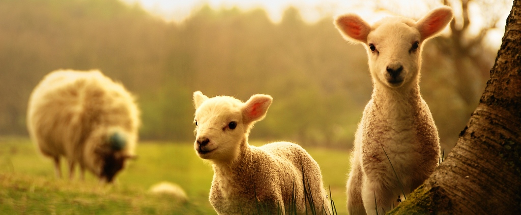 Объявления о сельскохозяйственных животных | ЗооТом - продажа, вязка и услуги для животных в Сыктывкаре