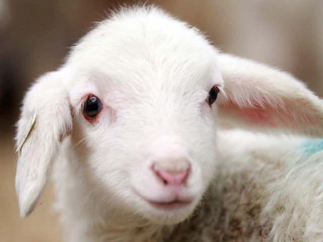 Овцы и бараны в Сыктывкаре | ЗооТом портал о животных