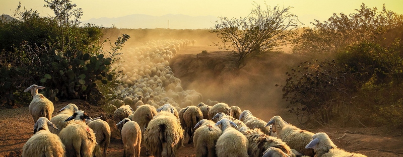 Все об овцах в Сыктывкаре | ЗооТом портал о животных