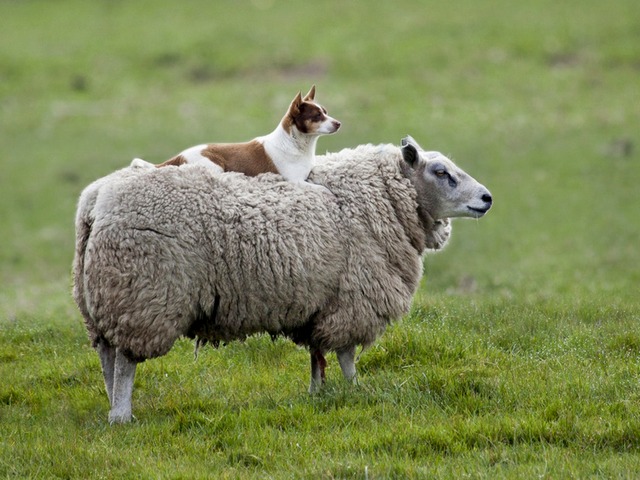 Все об овцах в Сыктывкаре | ЗооТом портал о животных