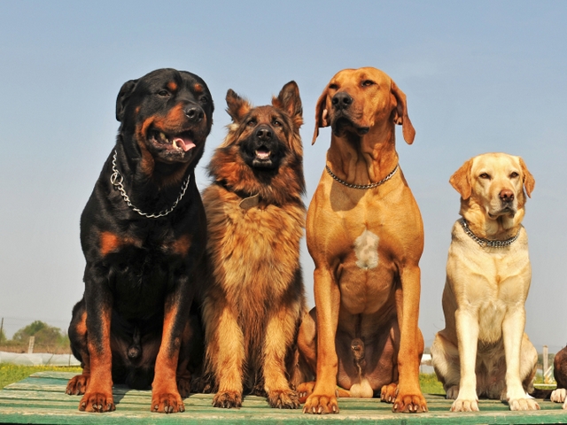 Крупные породы собак в Сыктывкаре | ЗооТом портал о животных