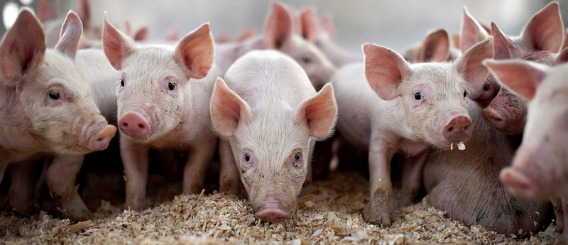 Все о свиньях в Сыктывкаре | ЗооТом портал о животных