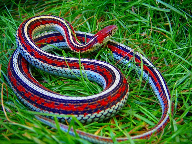 Все о змеях в Сыктывкаре | ЗооТом портал о животных