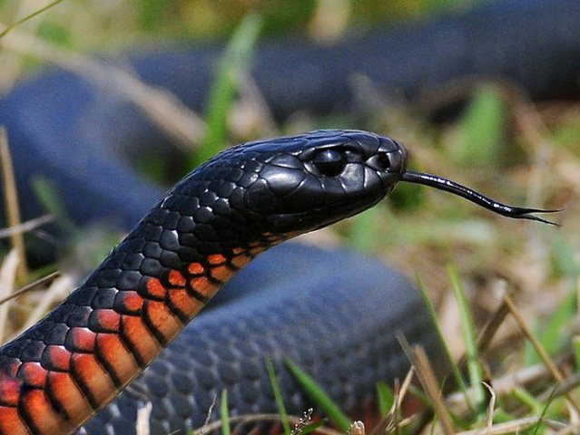 Все о змеях в Сыктывкаре | ЗооТом портал о животных